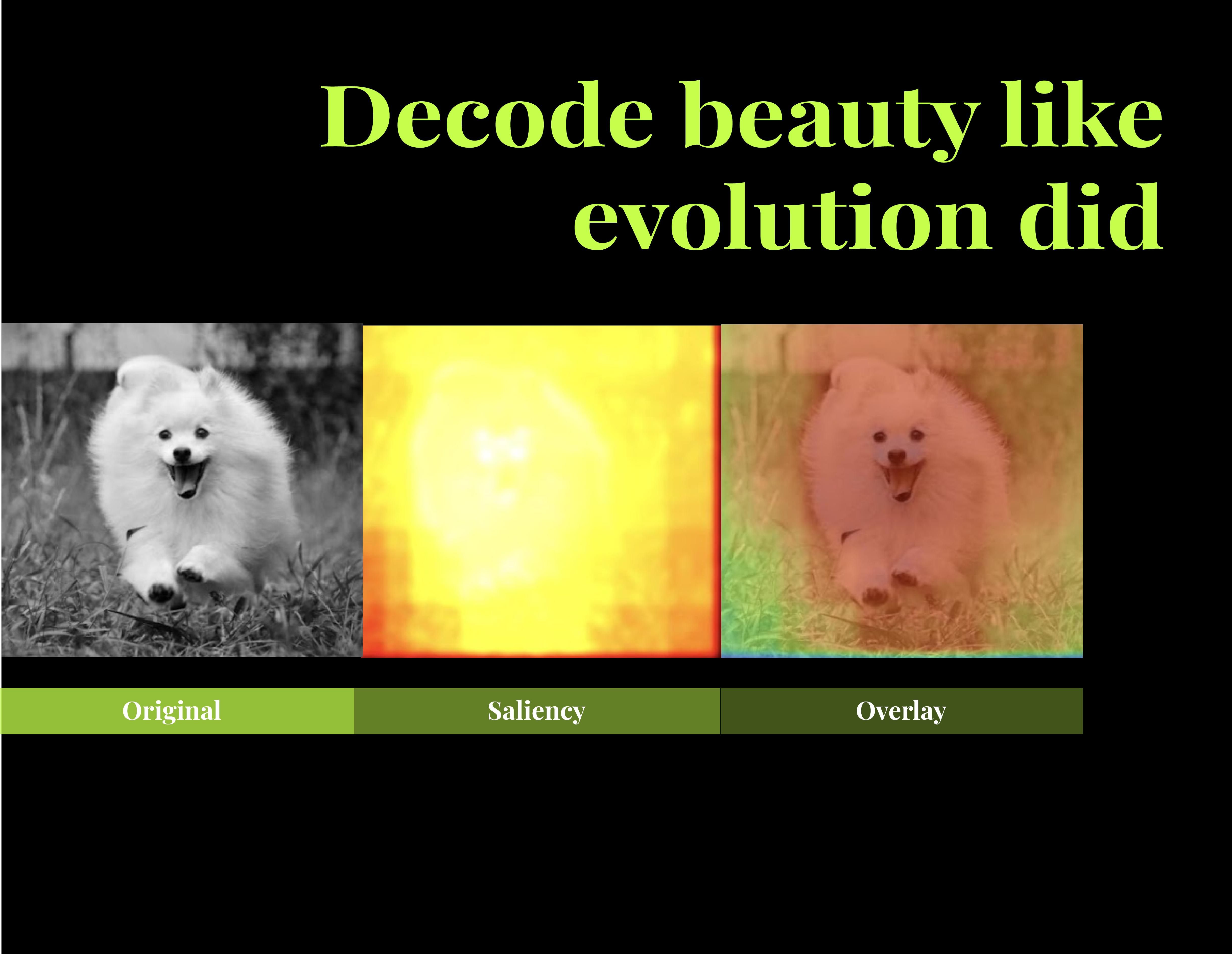 A Bio-Inspired Computational Model of Saliency